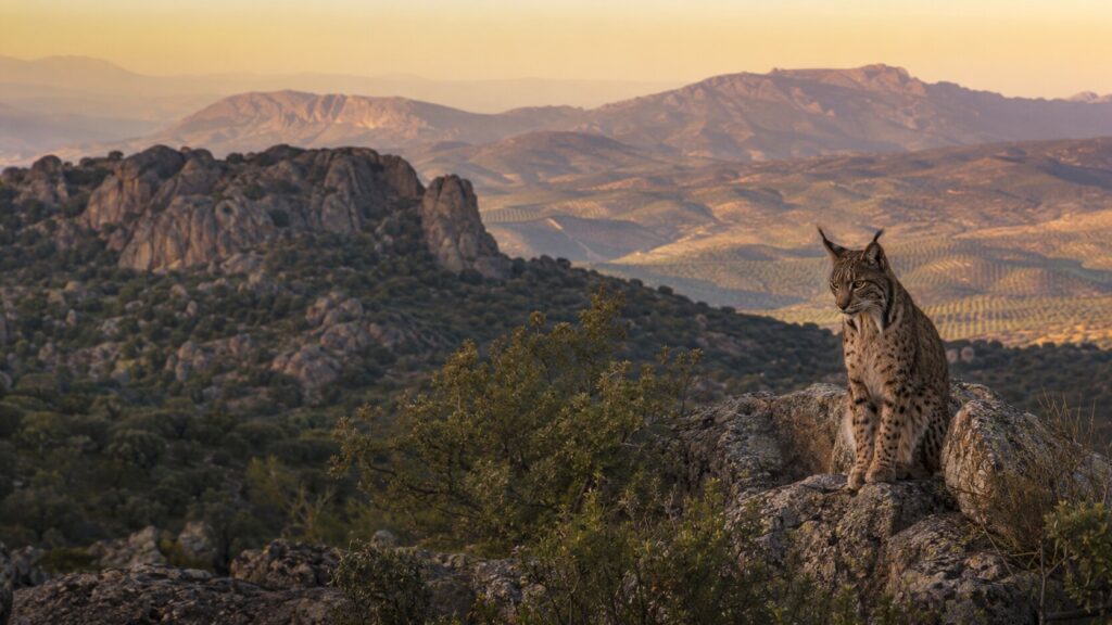 Where to See the Iberian Lynx Near Andújar — Three Shores Living