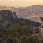 Dónde ver el lince ibérico cerca de Andújar