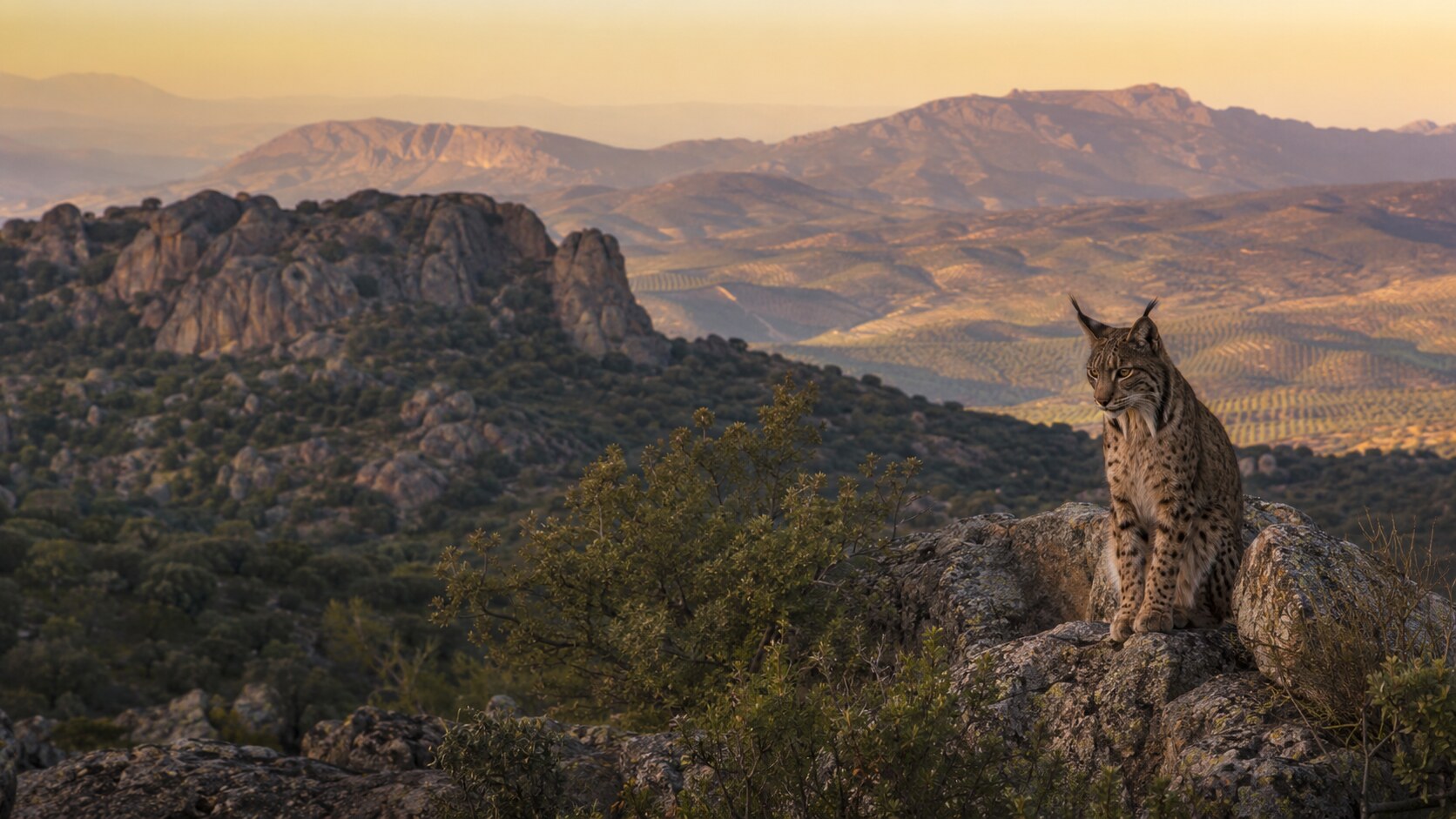 Where to See the Iberian Lynx Near Andújar — Three Shores Living